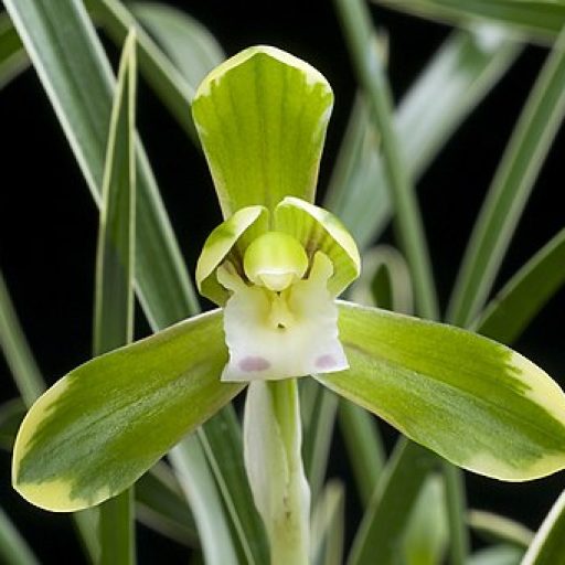 picture of noble orchid, use for site icon.